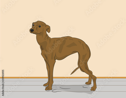 dog vector in the room