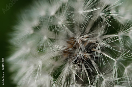 closeup of dandelion parachutes on green grass background