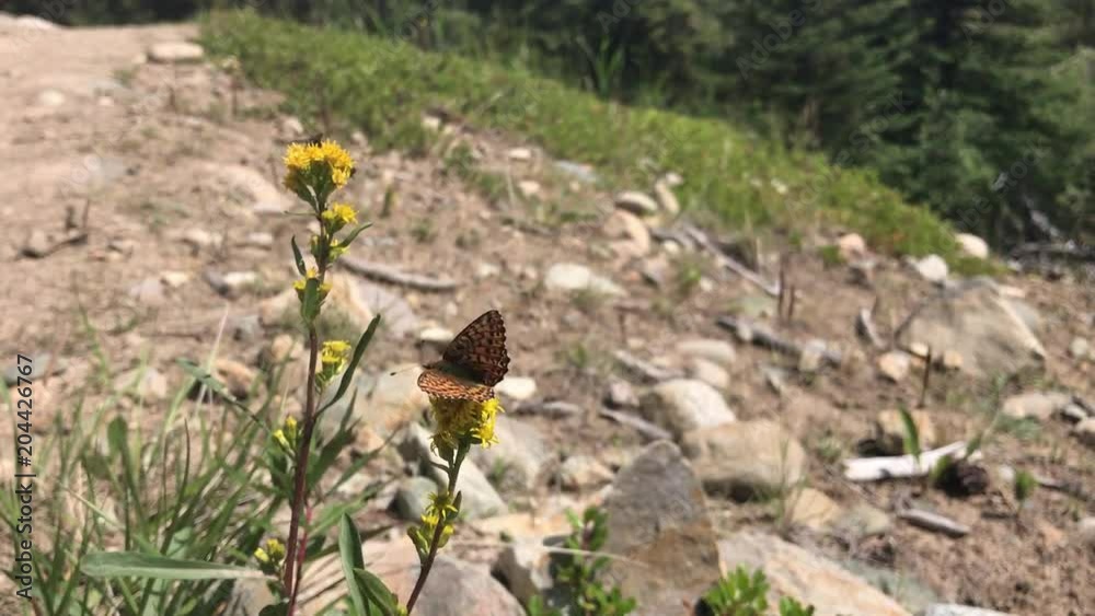 Butterfly on a yellow flower, fighting to hold on against the wind. Butterfly on a yellow flower, fighting to hold on against the wind.