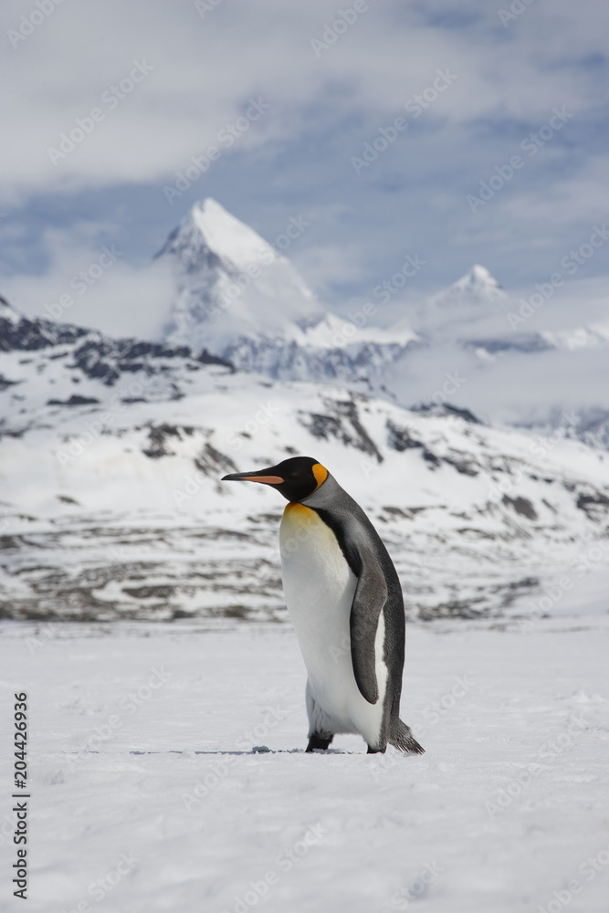 Fototapeta premium King penguin walking on South Georgia Island