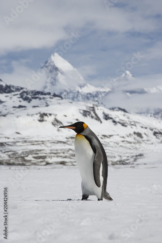 King penguin walking on South Georgia Island