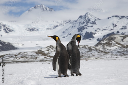 King penguins on South Georgia Island
