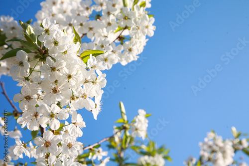 Spring color background. Beautiful nature scene with a blossoming tree and a solar flare against the blue sky. Sunny day. Spring flowers. Beautiful garden. Spring. 