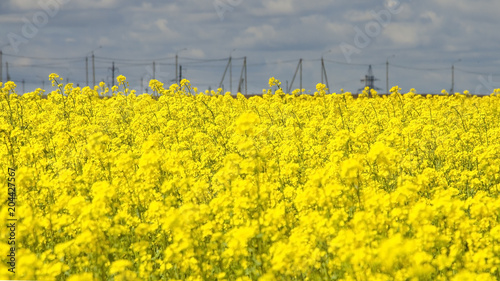 yellow rape flowers against a blue sky