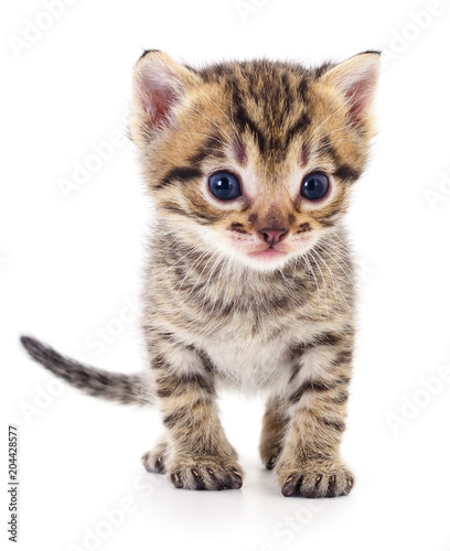 Kitten on white background.