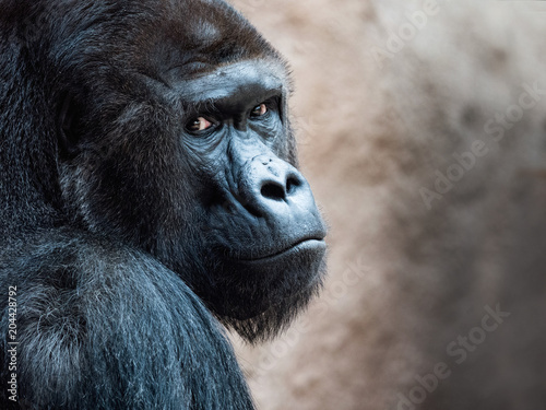 The face of an Orangutan. Bornean Orangutan (orang-utan, Pongo pygmaeus) portrait.