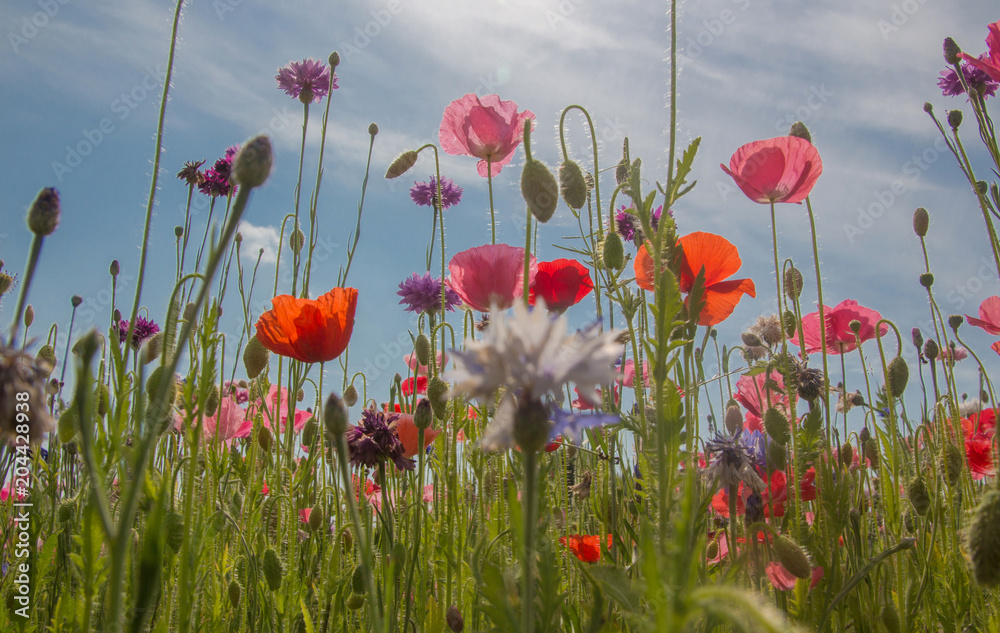 Fototapeta premium Maki i chabry