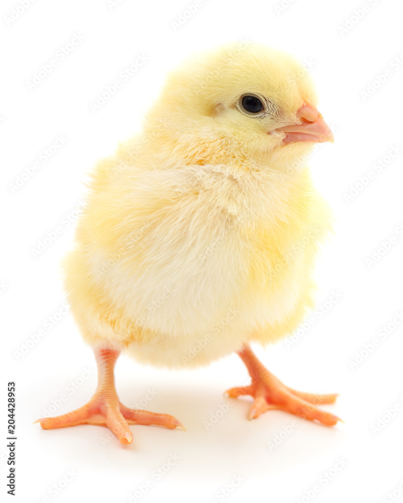 Fototapeta premium Small yellow chicken