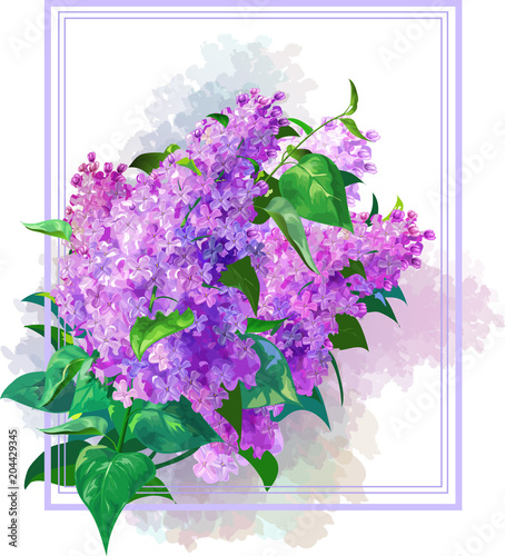 A bouquet of lilac on a white background.