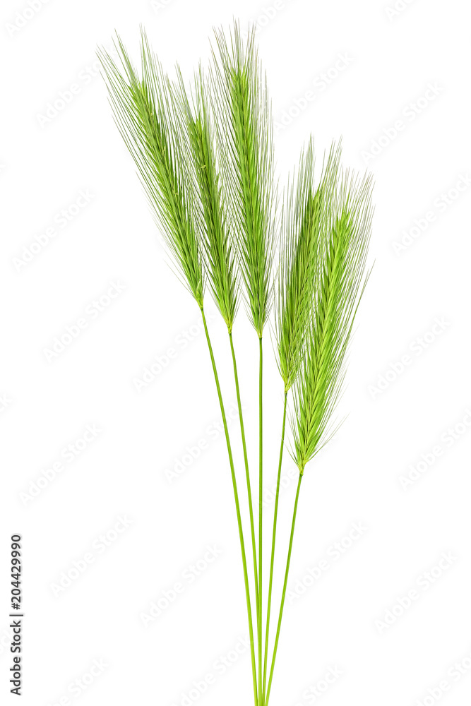 Group of green spikelets on white background Group of green spikelets on white background