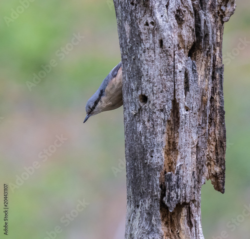 the eurasian nuthatch are seen in the spring feeding on the trees