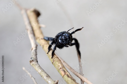 blue beetle on the plant   © oljasimovic