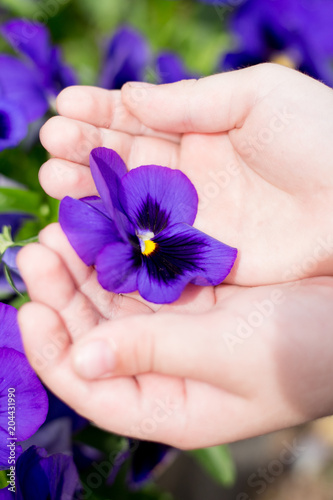 Purple flower in the hands of a child