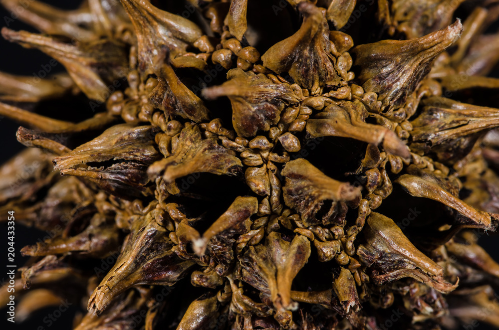 Nature Abstract: Close Look at the Seed Pod of a Sweetgum Tree Nature Abstract: Close Look at the Seed Pod of a Sweetgum Tree