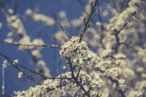 Spring flowers. Beautifully blossoming tree branch © R_Szatkowski