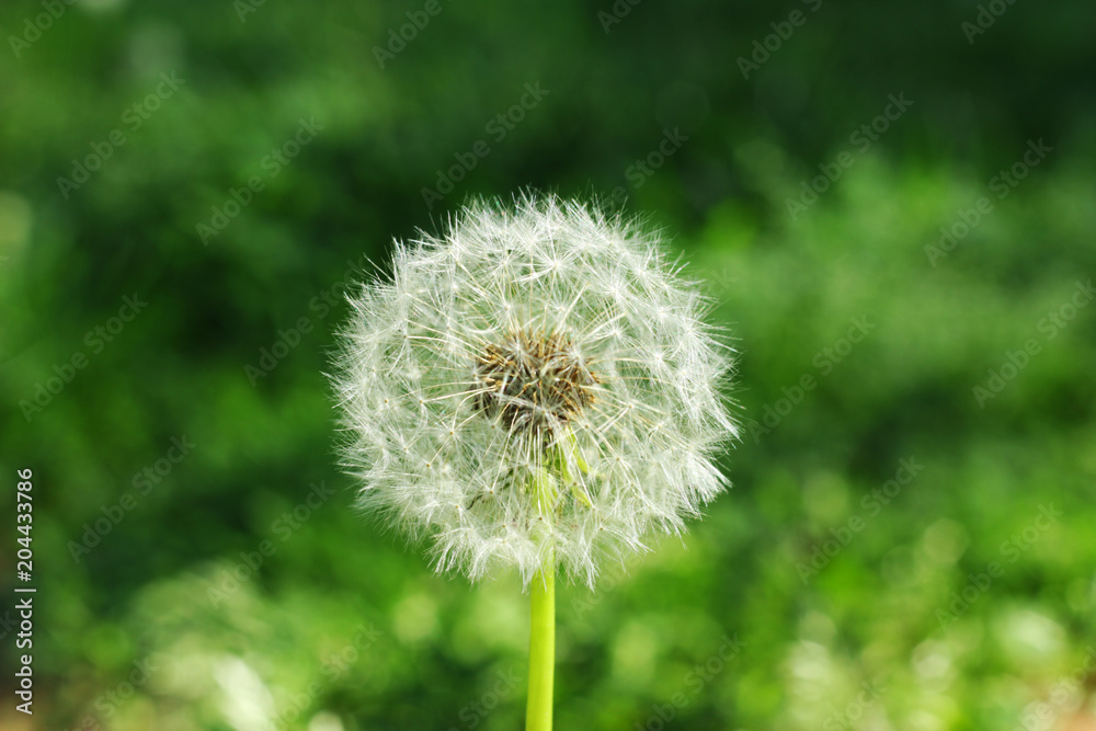 Fototapeta premium Wishing Weed