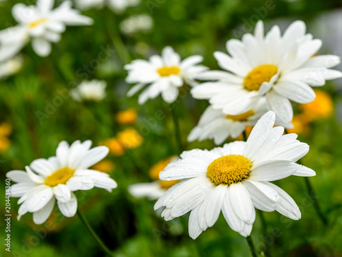 Daisy with rain drops on a grass background.