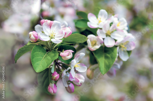 Bright Apple flowers on the background of flowering branches, soft focus, blur, moire, sunlight.