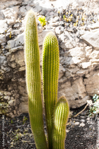 Green cactus on a background of gray stone rock close-up.