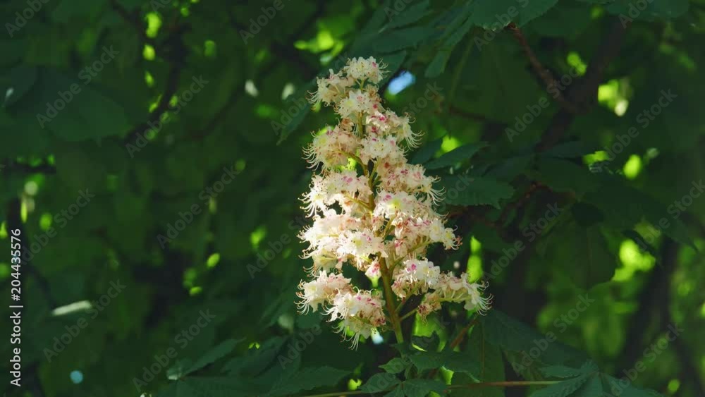 Close-up of a chestnut inflorescence. a chestnut tree leaves, on a sunny day. Shot in 10bit 422 Close-up of a chestnut inflorescence. a chestnut tree leaves, on a sunny day. Shot in 10bit 422