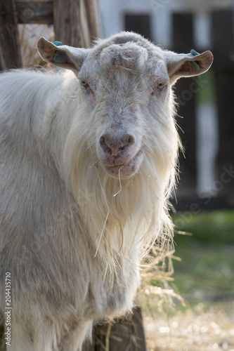 View of a white goat with a beard without horns.