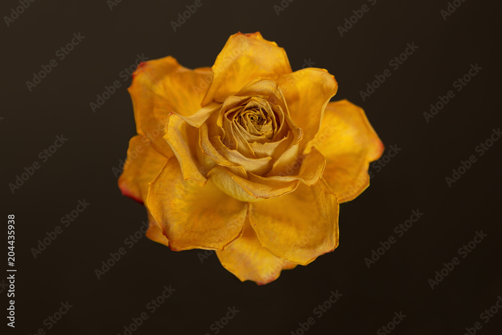 Fototapeta premium Faded rose blossom isolated on dark background, selective focus, arty.