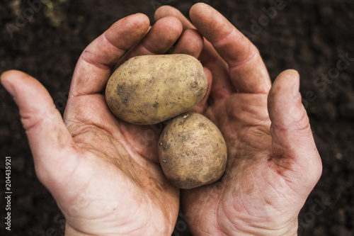 potato tubers in the hands on the background of the earth