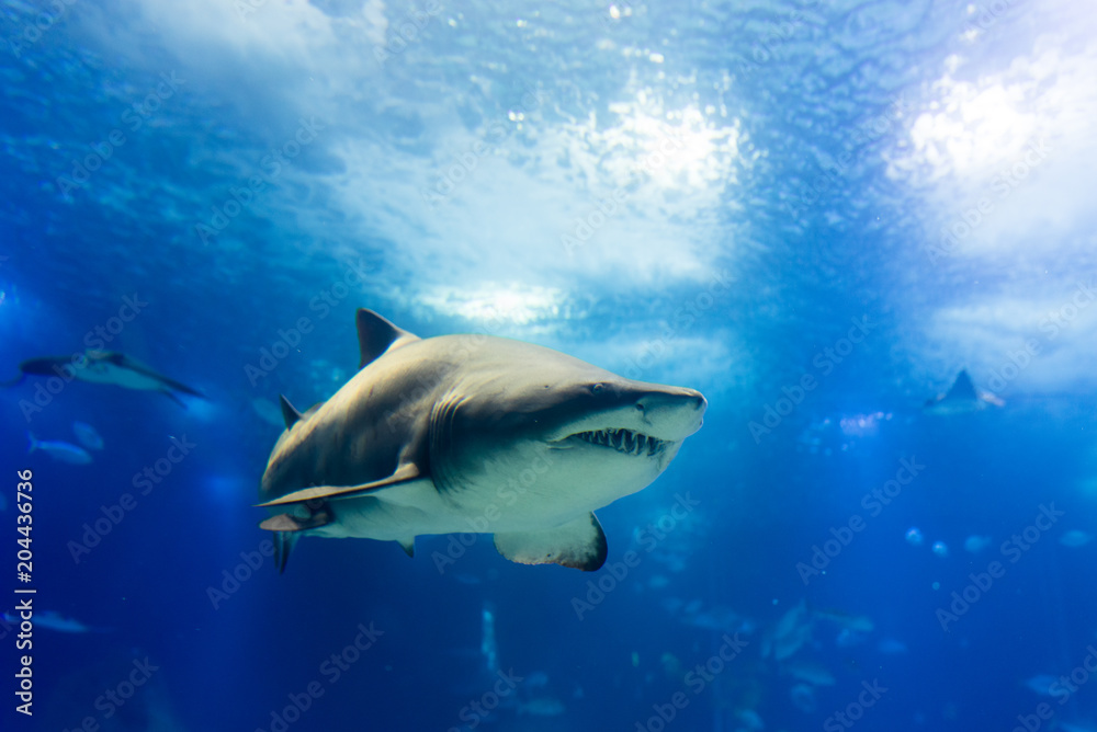 Obraz premium big tiger shark in slow approaching way