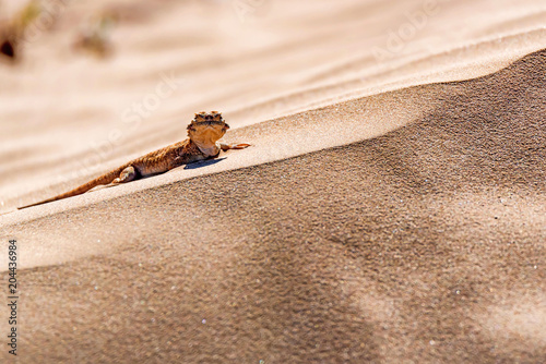 Spotted toad-headed Agama on sand close photo