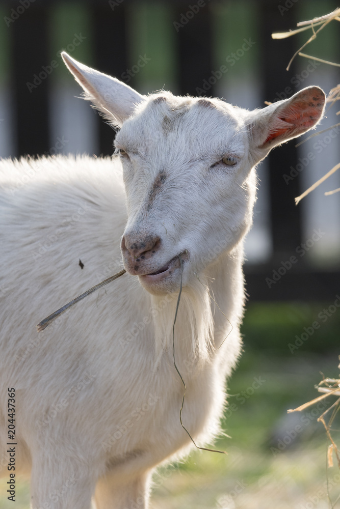 Fototapeta premium Goat white without horn-eating horns.