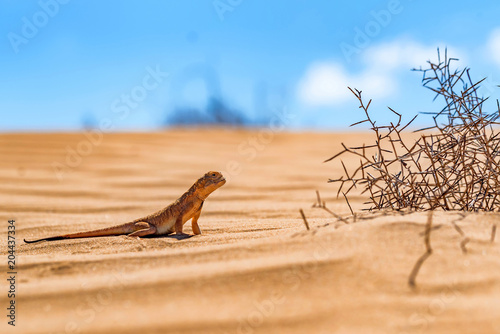 Spotted toad-headed Agama on sand close
