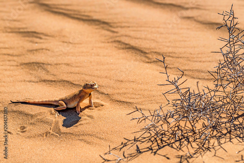 Spotted toad-headed Agama on sand close photo