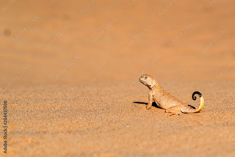 Fototapeta premium Spotted toad-headed Agama on sand close