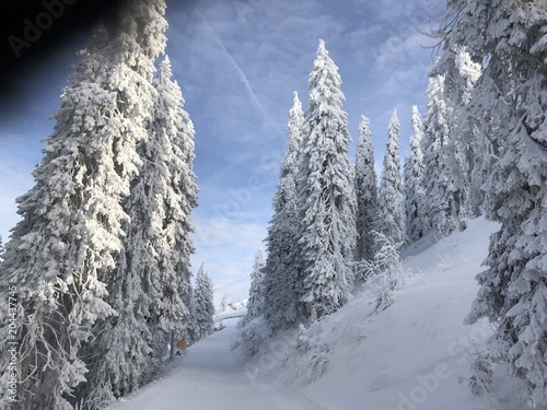 Fototapeta Naklejka Na Ścianę i Meble -  smartphone image of winter landscape with a lot of snow