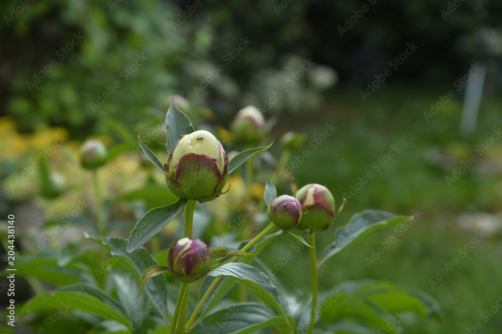Fototapeta premium Fourmis sur bourgeons de roses