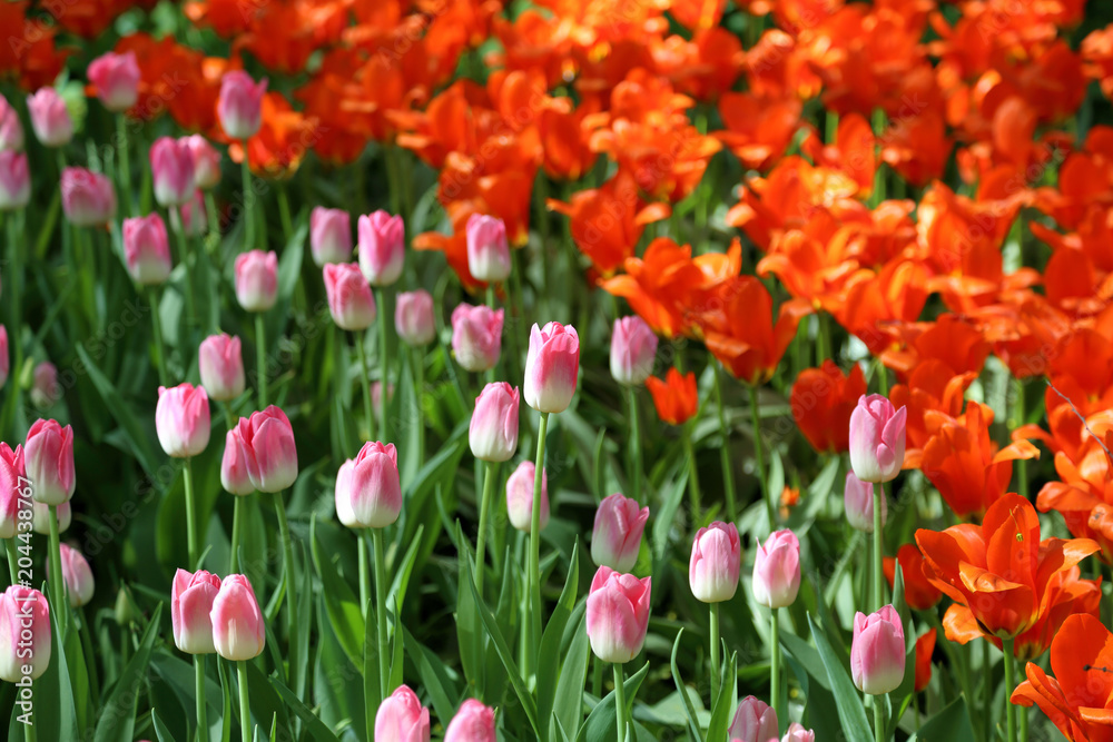 Colorful bright tulips blossom in early spring
