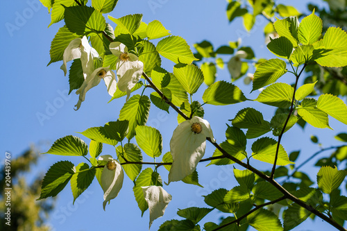 white leaves