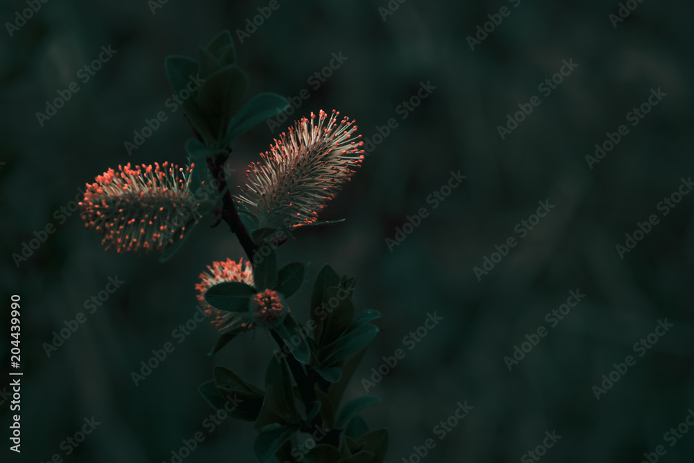 macro flower macro flower