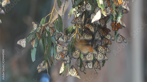 Monarch Butterfly Migration
