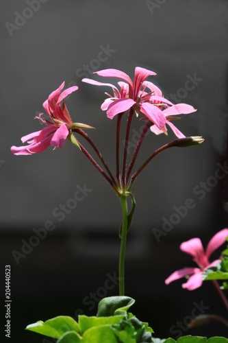 pretty flower of geranium potted plant © Maria Brzostowska