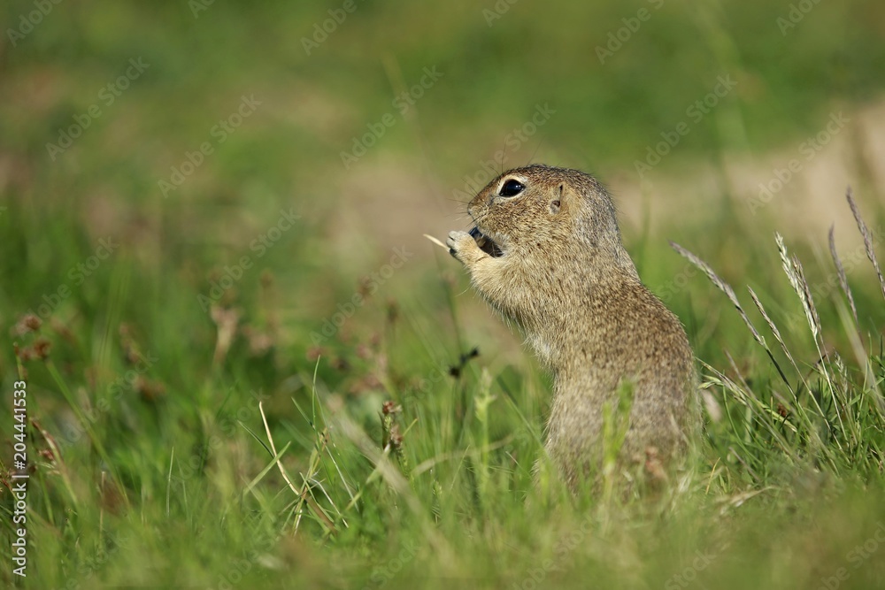 Small european brown ground squirrel (Spermophilus citellus) standing in green grass holding something in hands and eating, prairie Small european brown ground squirrel (Spermophilus citellus) standing in green grass holding something in hands and eating, prairie