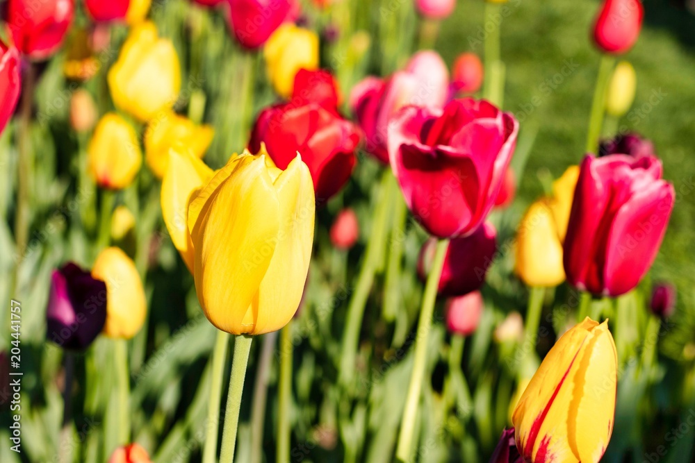 Beautiful spring yellow and red flowers at Boston Common Park Beautiful spring yellow and red flowers at Boston Common Park