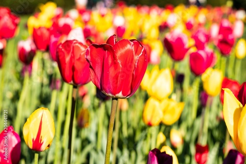 Fototapeta Naklejka Na Ścianę i Meble -  Beautiful spring yellow and red flowers at Boston Common Park