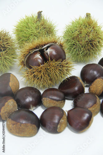 Chestnut-Portuguesa, São Paulo, Brazil photo