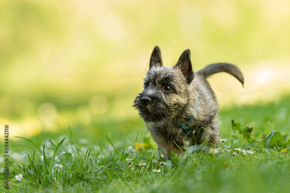 Cairn Terrier puppy 13 weeks old - cute little dog runs over a meadow Cairn Terrier puppy 13 weeks old - cute little dog runs over a meadow