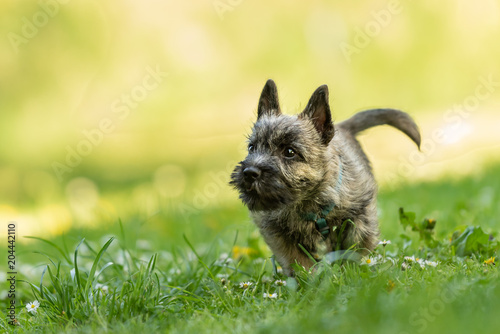 Cairn Terrier puppy 13 weeks old - cute little dog runs over a meadow