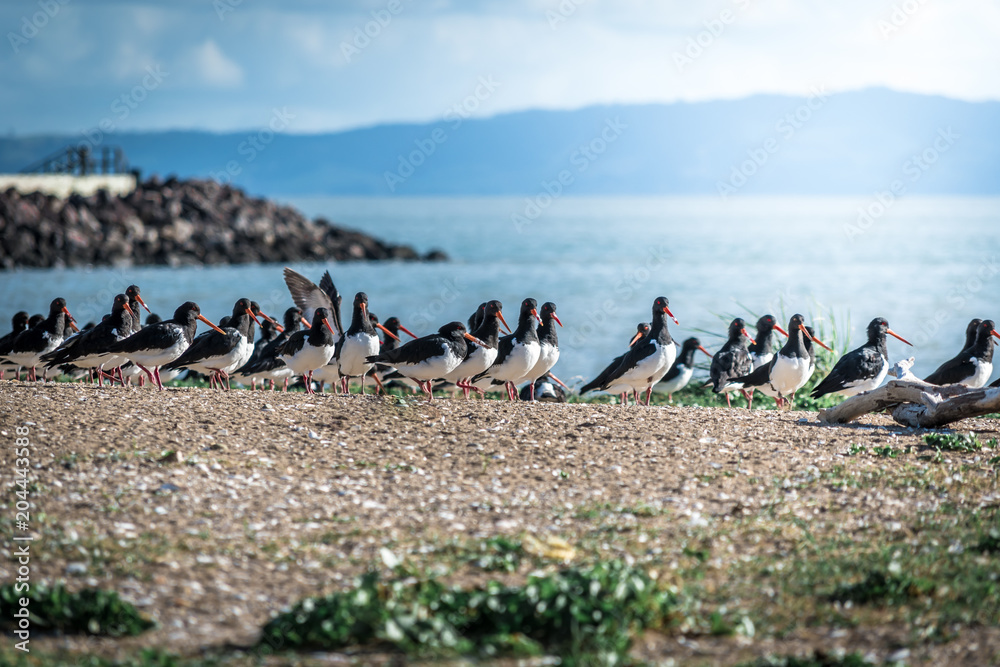 Fototapeta premium Variable oyster catcher