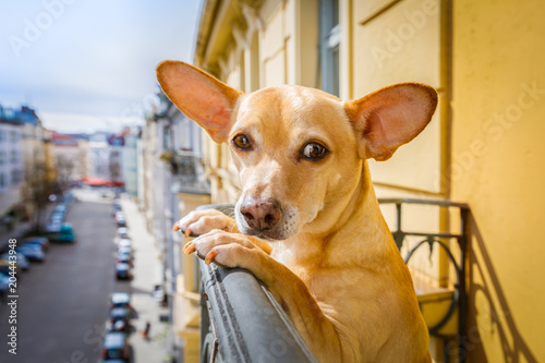 nosy watching dog © Javier brosch