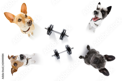 couple of dogs with dumbbells © Javier brosch