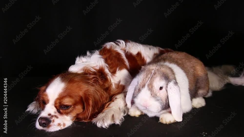 Dog and rabbit together loves each other Dog and rabbit together loves each other